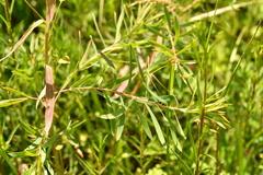 Euphorbia esula tommasiniana
