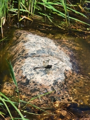 Hylogomphus adelphus