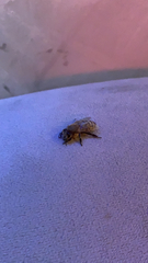 Apis mellifera