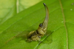 Meconema