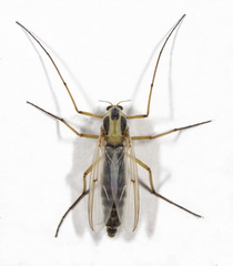 Chironomus dilutus