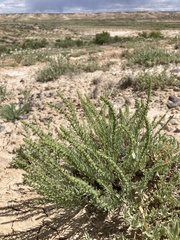 Neokochia americana
