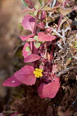 Erythranthe alsinoides