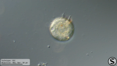 Arcella hemisphaerica