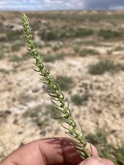 Neokochia americana
