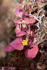 Erythranthe alsinoides