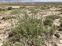Atriplex gardneri