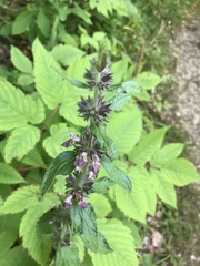 Stachys alpina