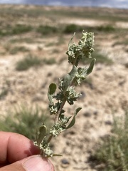 Atriplex gardneri