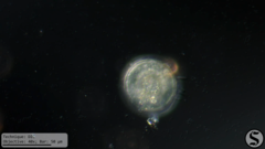 Arcella hemisphaerica