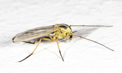 Chironomus dilutus