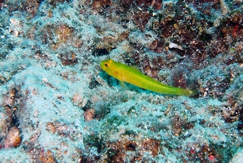 Golden goby (Gobius auratus) — Gobiidae — 4