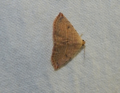 Eublemma gayneri