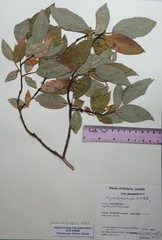 Salix pseudomonticola