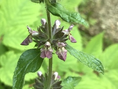 Stachys alpina