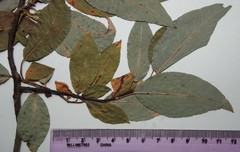 Salix pseudomonticola