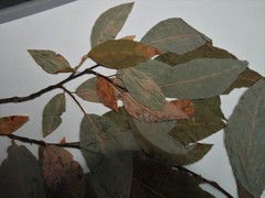 Salix pseudomonticola