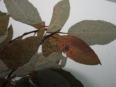 Salix pseudomonticola