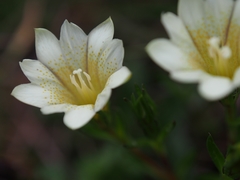 Gentiana scabrida