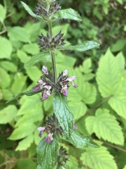 Stachys alpina