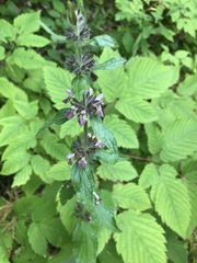 Stachys alpina