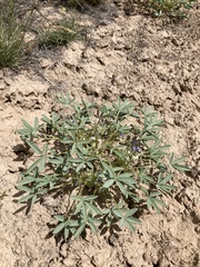 Lupinus pusillus