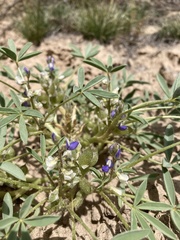 Lupinus pusillus