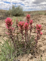 Castilleja angustifolia