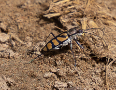 Chaetodera regalis