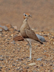 Burchell's Courser photo 3