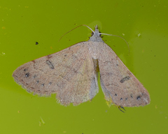 Hemeroplanis punitalis