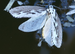 Ethmia semitenebrella