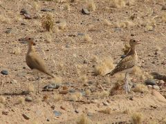 Burchell's Courser photo 4