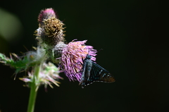 Phocides urania urania