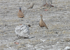 Burchell's Courser photo 5