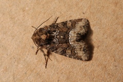 Oligia versicolor