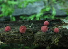 Lycogala exiguum