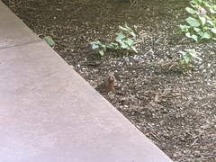 Haemorhous mexicanus