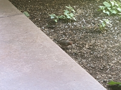 Haemorhous mexicanus