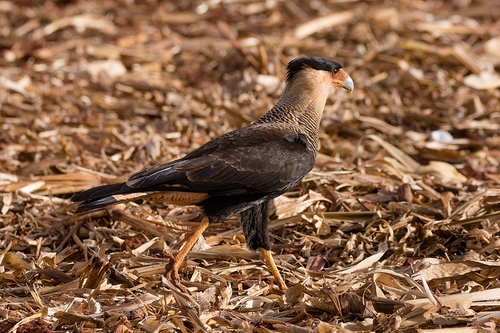 Crested Caracara