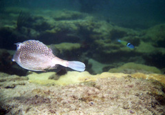 Acanthostracion polygonium