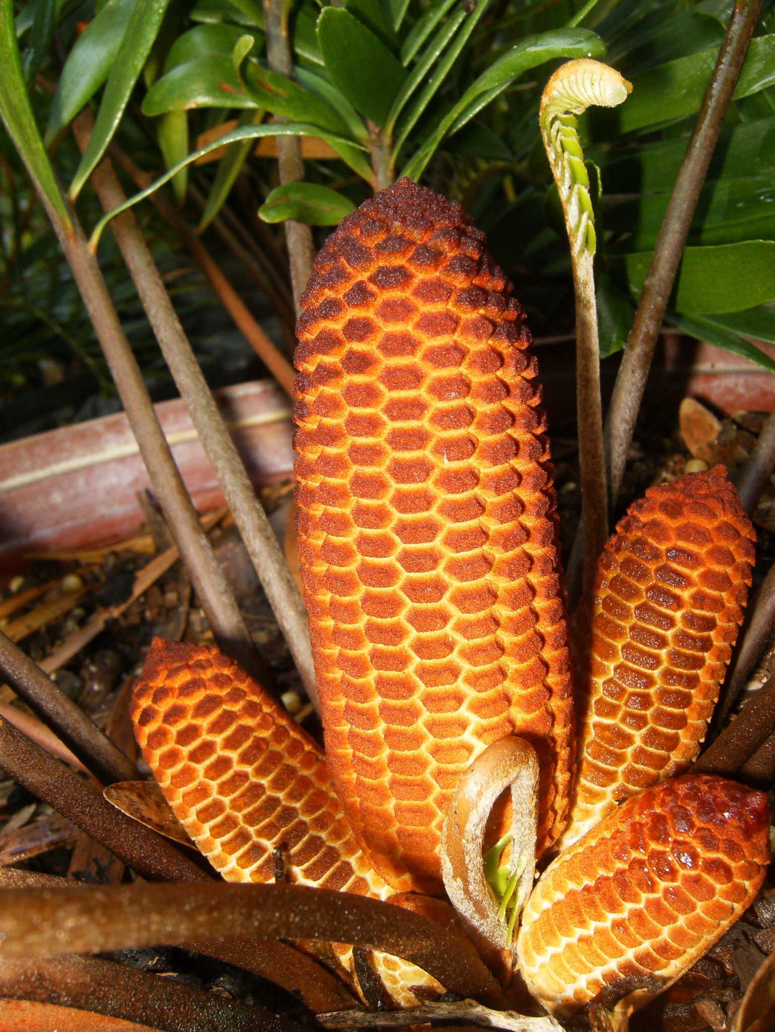 Zamia pumila