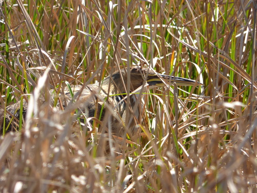 Botaurus lentiginosus image