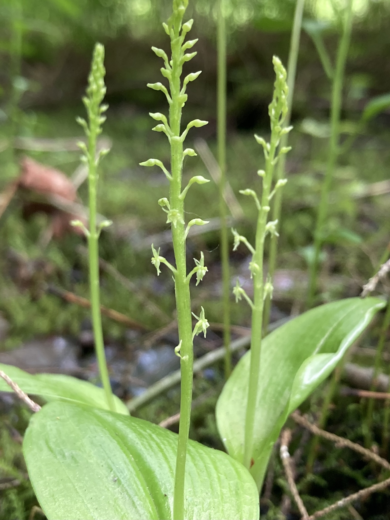 Malaxis monophyllos var. brachypoda