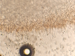 Hydropus marginellus