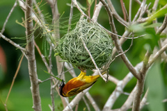 Ploceus jacksoni