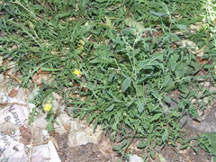 Diplotaxis tenuifolia