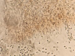 Hydropus marginellus