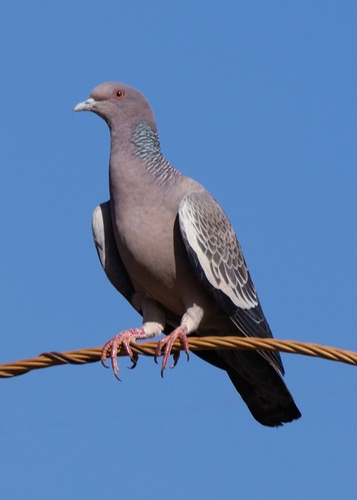 Picazuro Pigeon