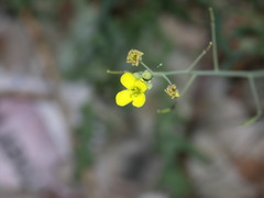 Diplotaxis tenuifolia